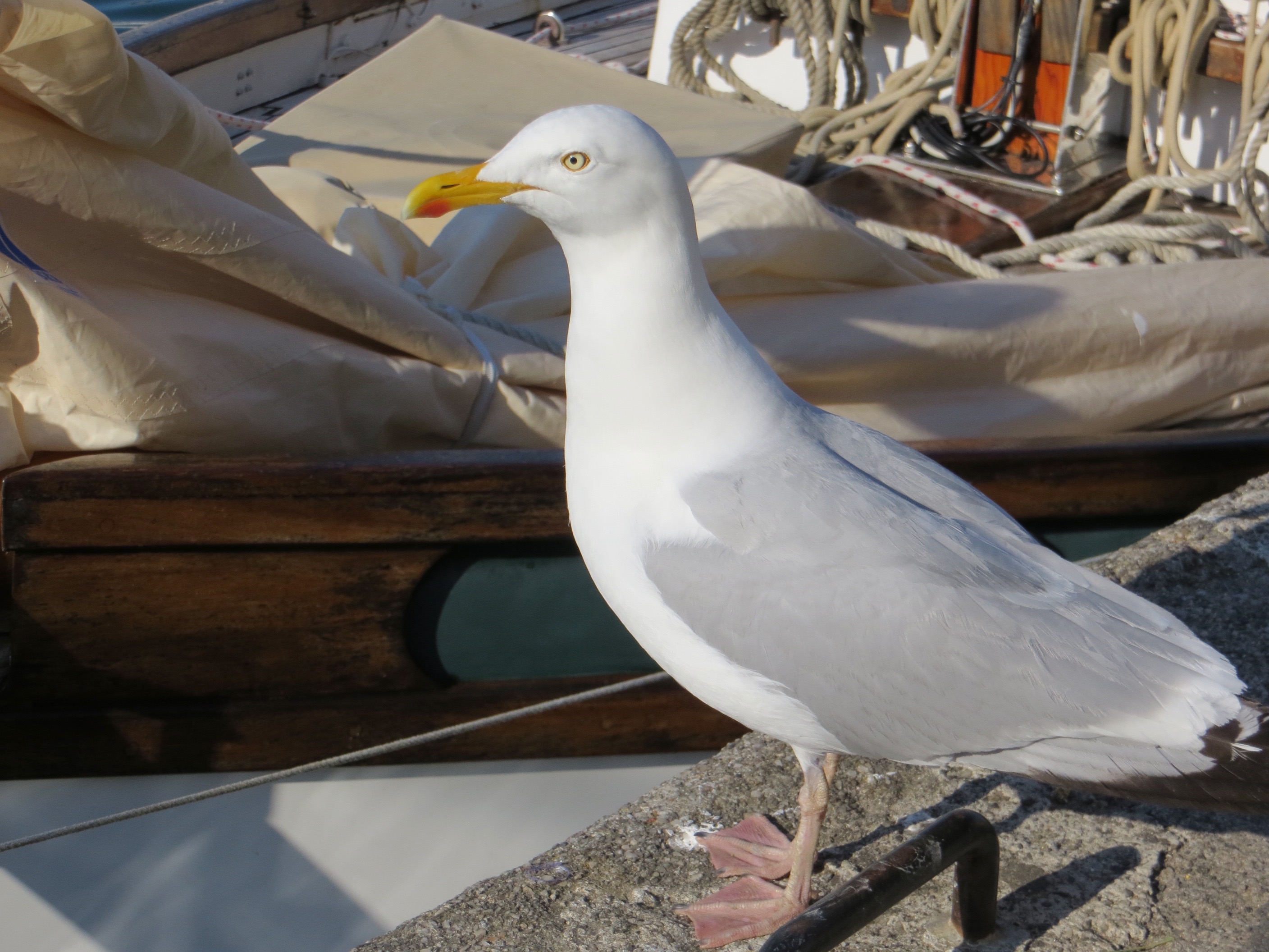 herring gull - Padstow